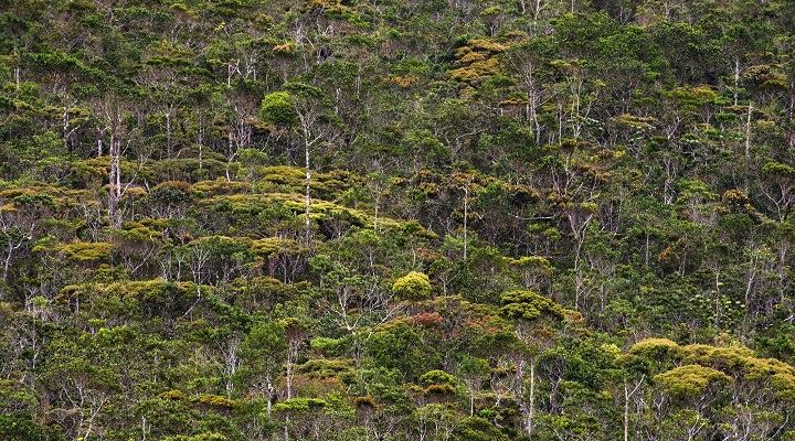 Pygmy Forest