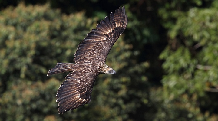 Philippine Eagle Center