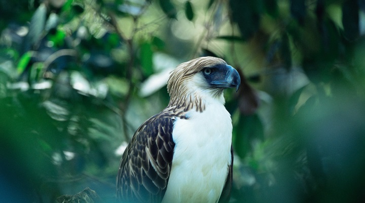 Philippine Eagle Center